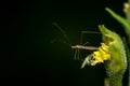 Selective focus shot of a Berytidae on a plant Royalty Free Stock Photo