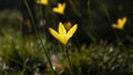 Selective focus shot of bieberstein tulips in the field with bokeh background Royalty Free Stock Photo