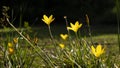 Selective focus shot of bieberstein tulips in the field with bokeh background Royalty Free Stock Photo