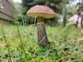 Selective focus shot of big brown mushroom in the forest Royalty Free Stock Photo