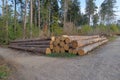 Selective focus shot of big cut tree trunks and logs Royalty Free Stock Photo