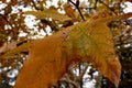 Selective focus shot of a big yellow autumn leaf with blurred background Royalty Free Stock Photo