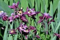 Selective focus shot of bight aquilegia vulgaris plant with blue flowers in the garden in spring