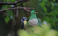 Selective focus shot of a bird feeding from a hanging fat ball on a tree Royalty Free Stock Photo