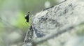 selective focus shot of a black ant walking on a stone Royalty Free Stock Photo