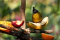 Selective focus shot of a black-crested yellow bulbul on a banana in Edward Youde Aviary, Hong Kong Royalty Free Stock Photo