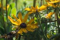 Selective focus shot of black-eyed susan flowers with a blurred background Royalty Free Stock Photo