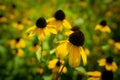 Selective focus shot of black-eyed susan flowers with blurred background Royalty Free Stock Photo