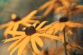 Selective focus shot of black-eyed susan (rudbeckia hirta) flowers Royalty Free Stock Photo