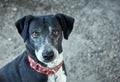 Selective focus shot of a black half-breed hybrid dog with a red martingale