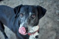 Selective focus shot of a black half-breed hybrid dog with a red martingale