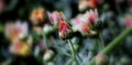 A selective focus shot of an bloomed pink rose with many smaller ones next to it Royalty Free Stock Photo