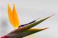 Selective focus shot of a blooming birds-of-paradise flower covered in dew droplets Royalty Free Stock Photo
