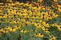 Selective focus shot of blooming Black-eyed Susan flowers Royalty Free Stock Photo