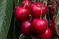 Selective focus shot of blooming cherries in a Cherrytree Royalty Free Stock Photo