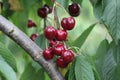 Selective focus shot of blooming cherries in a Cherrytree Royalty Free Stock Photo