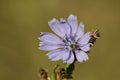 Selective focus shot of a blooming chicory flower in a garden Royalty Free Stock Photo