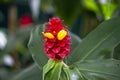 Selective focus shot of a blooming Costus comosus flower Royalty Free Stock Photo