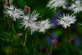 Selective focus shot of blooming Dianthus arenarius, sand pink flowers blooming in the garden