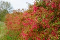 Selective focus shot of blooming Fuchsia magellanica plants