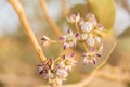 Selective focus shot of blooming Hoya flowers Royalty Free Stock Photo