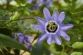 Selective focus shot of blooming Passion fruit flower in the garden Royalty Free Stock Photo