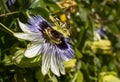 Selective focus shot of blooming Passion fruit flower in the garden Royalty Free Stock Photo