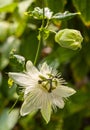 Selective focus shot of blooming Passion fruit flower in the garden Royalty Free Stock Photo