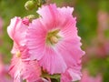 Selective focus shot of blooming pink Hollyhock flowers in the greenery Royalty Free Stock Photo