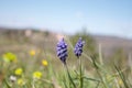 Selective focus shot of blooming purple grape hyacinth flowers on a field Royalty Free Stock Photo