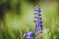 Selective focus shot of  a blooming purple Lupin flower in a field Royalty Free Stock Photo