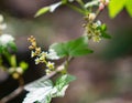 Selective focus shot of blooming Ribes alpinum tree