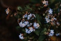 Selective focus shot of blooming Scorpion grasses