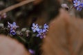 Selective focus shot of blooming Scorpion grasses