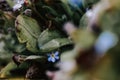 Selective focus shot of blooming Scorpion grasses