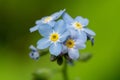 Selective focus shot of blooming Scorpion grasses in a forest