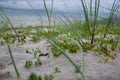 Selective focus shot of blooming Sedum Acre on the beach