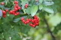 Selective focus shot of blooming Silver buffaloberry