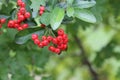 Selective focus shot of blooming Silver buffaloberry