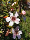 Selective focus shot of blooming white and pink Manuka flowers