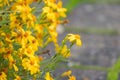 Selective focus shot of blooming yellow crocosmia