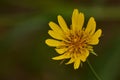 Selective focus shot of a blooming yellow salsify flower Royalty Free Stock Photo
