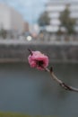 Selective focus shot of a blossomed cherry tree branch and the urban city in the background Royalty Free Stock Photo