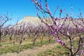 Selective focus shot of a blossoming peach branch in western Colorado