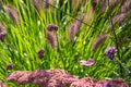 Selective focus shot of blossoms of purple Patagonian vervain on a blurred background