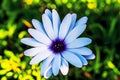 Selective focus shot of blue African daisy flower Royalty Free Stock Photo