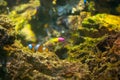 Selective focus shot of blue eye royal dottyback with corals in an aquarium Royalty Free Stock Photo