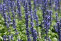 Selective focus shot of the Bluebonnet field - perfect for your background