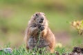 Selective focus shot of a Bobak marmot Royalty Free Stock Photo