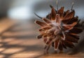 Selective focus shot of a bottom side of a pine cone on the table, selective focus shot Royalty Free Stock Photo